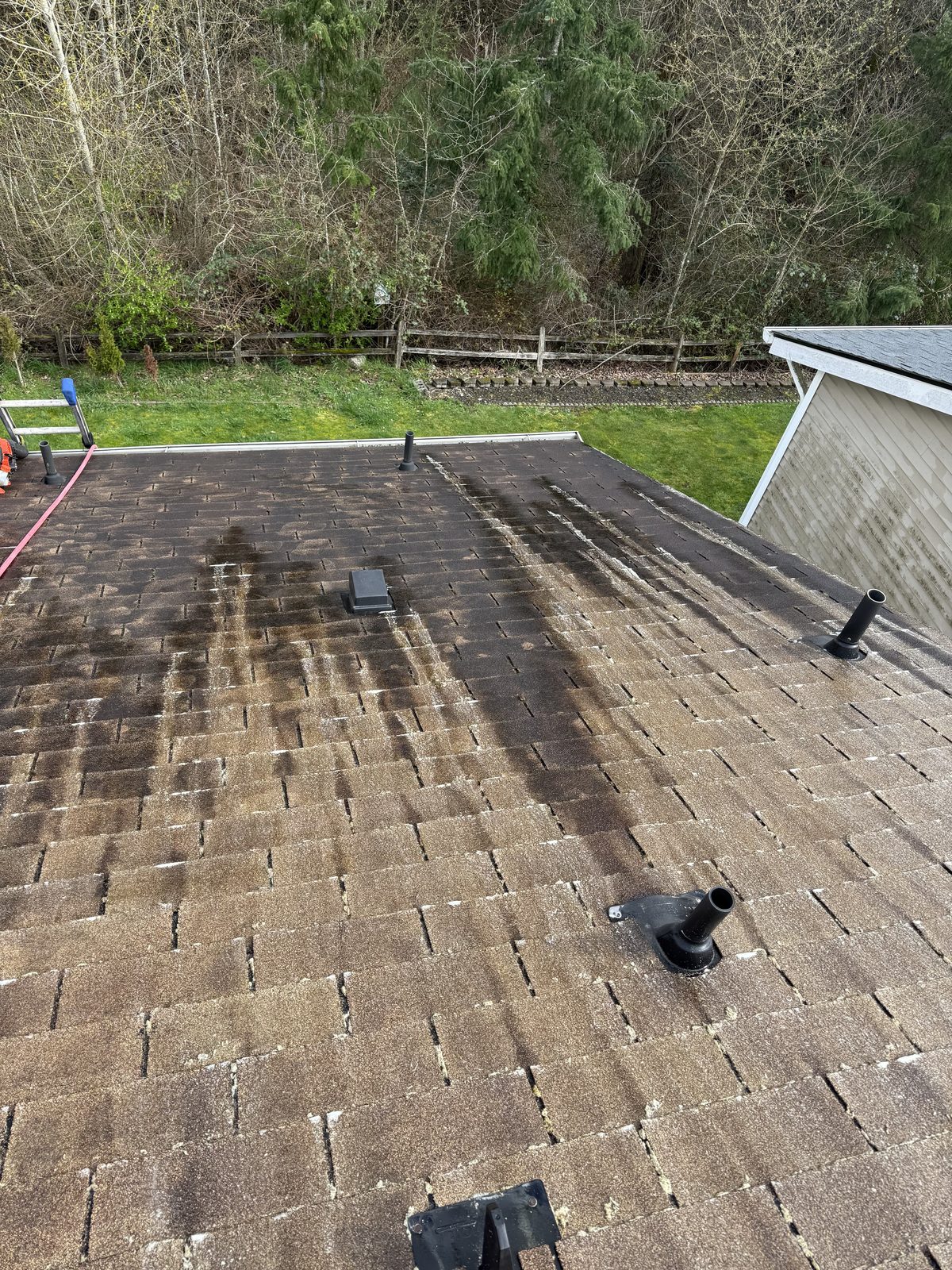 Moss removal results