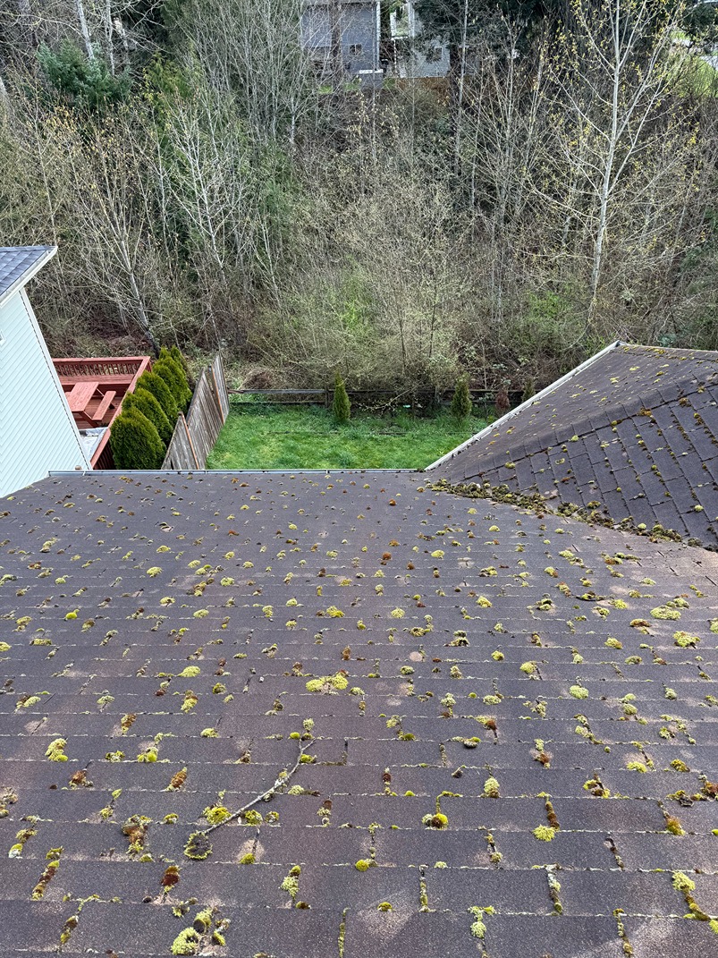 Mossy roof before cleaning - real job