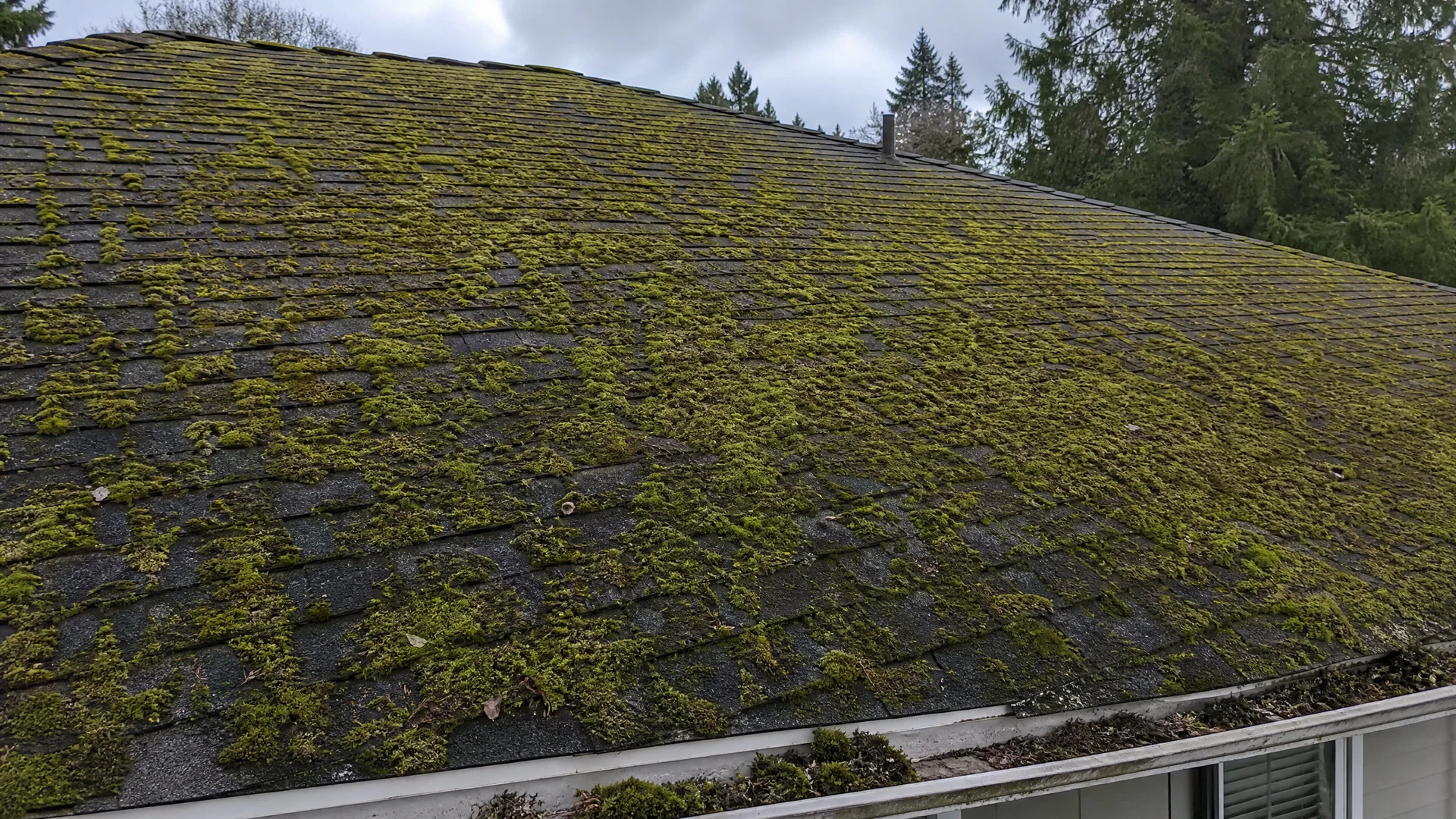 Mossy roof before treatment